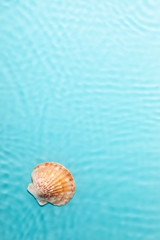 Fototapeta na wymiar Water background. Blue water texture, surface of blue swimming pool and shells. Spa concept background. Flat lay, top view, copy space