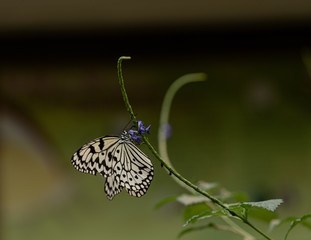 butterfly on a leaf