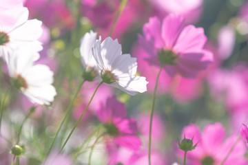 Cosmos flower and soft light backgrounds