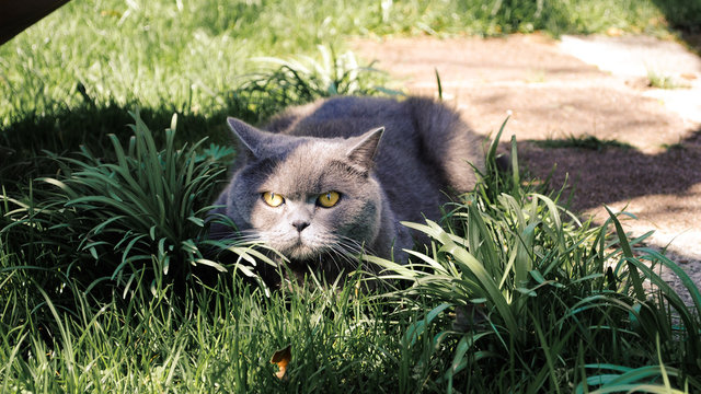 katze im gras sitzend