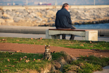 Man and cat are sitting along each in his own thoughts, Istanbul, Turkey