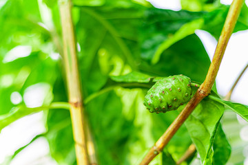 Noni fruit herbal medicines, fresh noni with blurred green leaf background. - Other names great morinda , beach mulberry or Morinda Citrifolia.