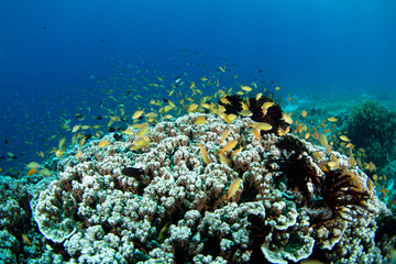 Naklejka na ściany i meble fish in coral reef