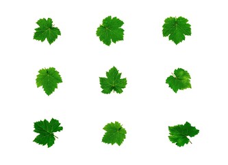 collection of green grape leaves isolated on white background.