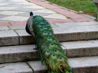Obraz premium peacock