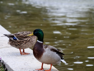 Duck