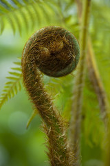 Cyathea lepifera
