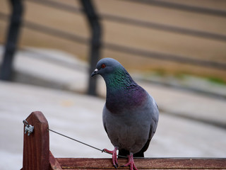 Pigeon