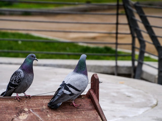 Obraz premium Pigeon