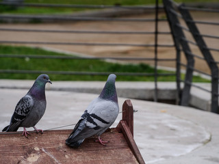 Pigeon