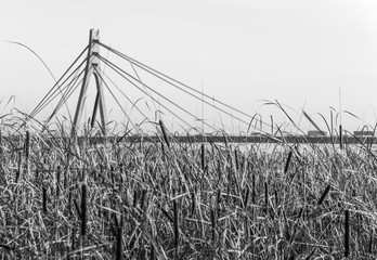 Northern cable-stayed Bridge in Kiev (Kyiv) city in contrast with canes growing near by in Dnipro river