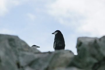 Adelie penguin on small ice berg in Antarctica