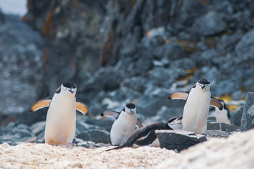 Antarctica, group of Adelie Penguins. Nature and landscapes of Antarctic