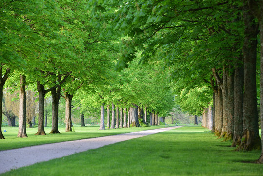 Tree Rows Hd Row Of Trees