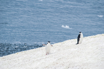 Two Gentoo Penguins, Pygoscelis Papua in love in Antarctica