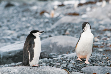 Naklejka premium Two Gentoo Penguins, Pygoscelis Papua in love in Antarctica