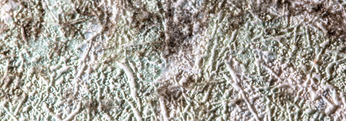 Mold on the wallpaper on the wall in the room