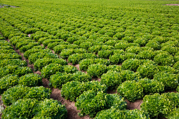 Field planted with green endive