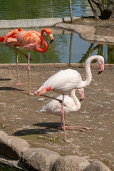 beautiful flamingos on the bank of a reservoir in summer day