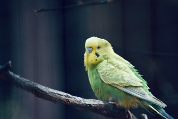 parrot on a branch