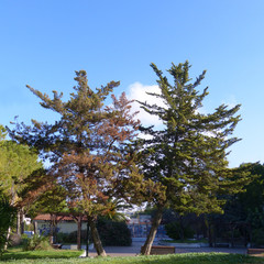 twins trees and blue sky