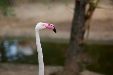 Portrait of a white flamingo outdoors