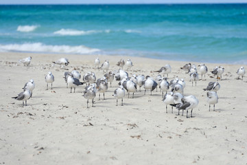 Flock of seagulls on the beach of Atlantic Ocean, Cuba