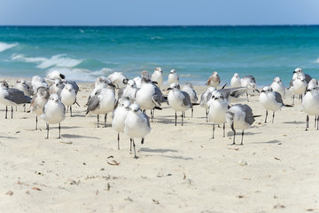 Flock of seagulls on the beach of Atlantic Ocean, Cuba