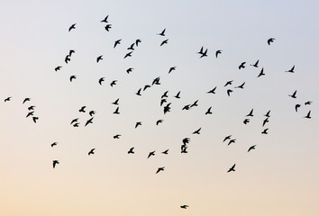A flock of birds at dawn