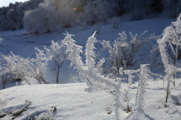 Beautiful winter landscape. Shrubs and trees in the snow on a sunny day