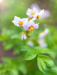 Flower on a potato in nature
