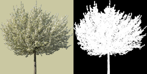 blossom single tree with clipping path and alpha channel on black background