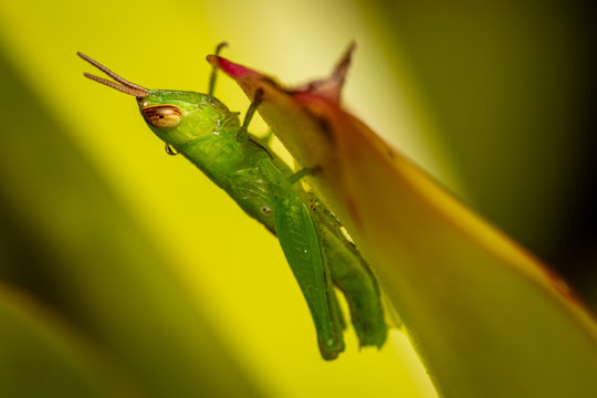 Grasshopper Nymph