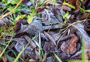 Frozen leaves on the ground in the park