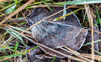 Frozen leaves on the ground in the park