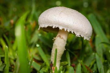 Mushroom in grass