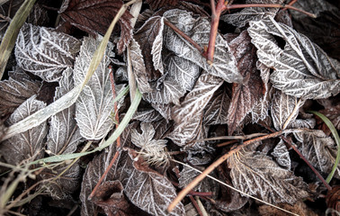 Frozen leaves on the ground in the park