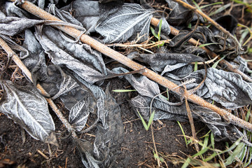 Frozen leaves on the ground in the park