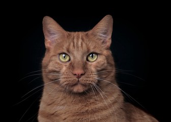 Obraz premium Portrait of serious cat looking straight to the camera. Isolated on black background.