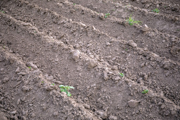Plowed field ready for new crops.