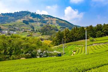 Fototapeta na wymiar Tea fields and Mt. Awagatake
