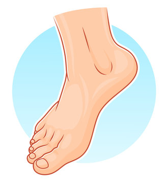 Human foot illustration