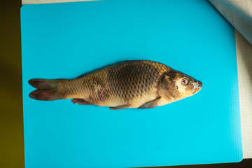 big carp fish on the table on blue background