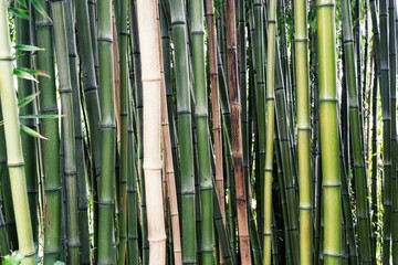 Arrière-plan de bambou