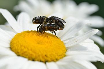 Trauer-Rosenkäfer ( Oxythyrea funesta )