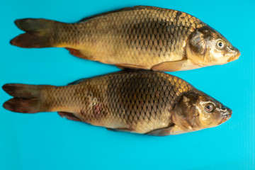 big carp fish on the table on blue background