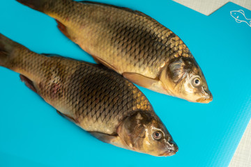 big carp fish on the table on blue background
