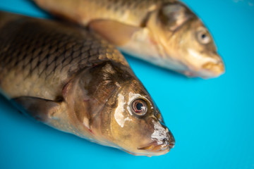 big carp fish on the table on blue background