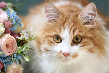 Fototapeta premium kot z zielonymi oczami