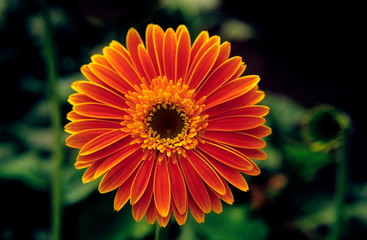 Gerbera - Close-up